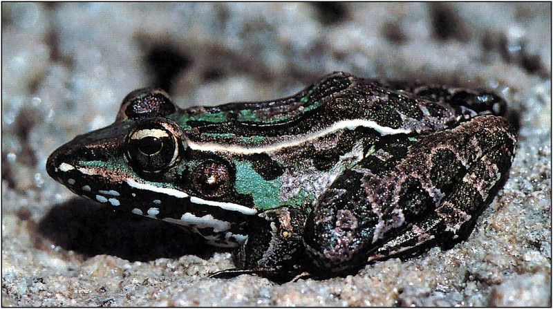 [xLR8 Frogs 2004 Box Calendar] 093 Southern leopard frog - Rana sphenocephala; DISPLAY FULL IMAGE.