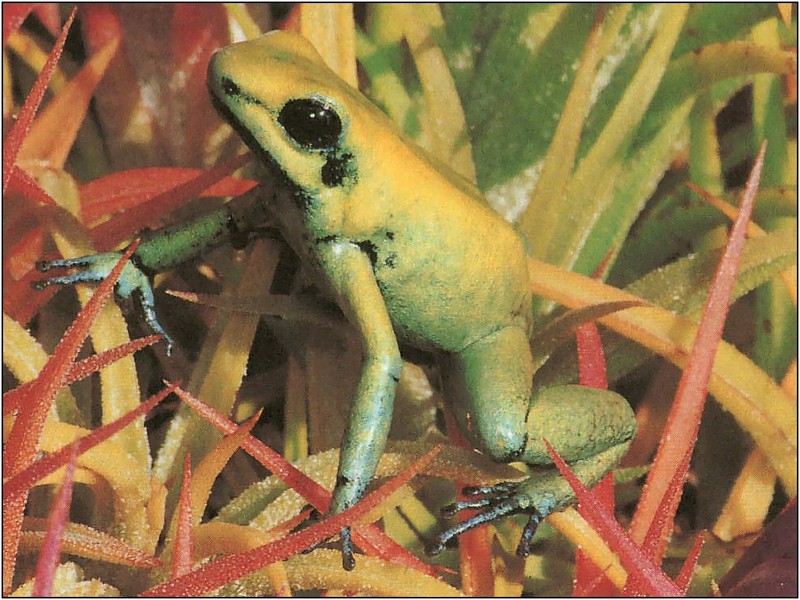 [xLR8 Frogs 2004 Box Calendar] 097 Golden poison frog - Phyllobates terribilis; DISPLAY FULL IMAGE.