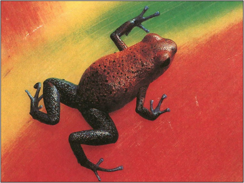 [xLR8 Frogs 2004 Box Calendar] 099 Strawberry poison dart frog - Dendrobates pumilio; DISPLAY FULL IMAGE.