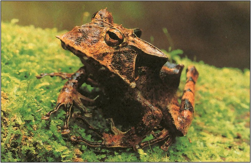 [xLR8 Frogs 2004 Box Calendar] 101 Horn frog - Hemiphractus johnsoni; DISPLAY FULL IMAGE.