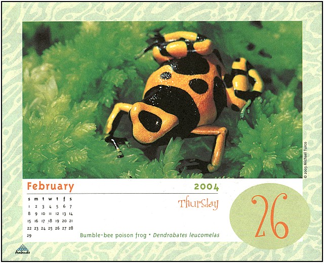 [xLR8 Frogs 2004 Box Calendar] 102 Bumble-bee poison frog - Dendrobates leucomelas; Image ONLY