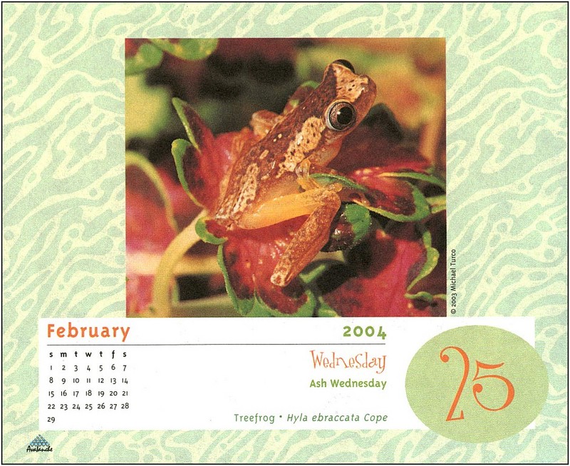 [xLR8 Frogs 2004 Box Calendar] 104 Hourglass Treefrog - Hyla ebraccata (Cope, 1874); DISPLAY FULL IMAGE.