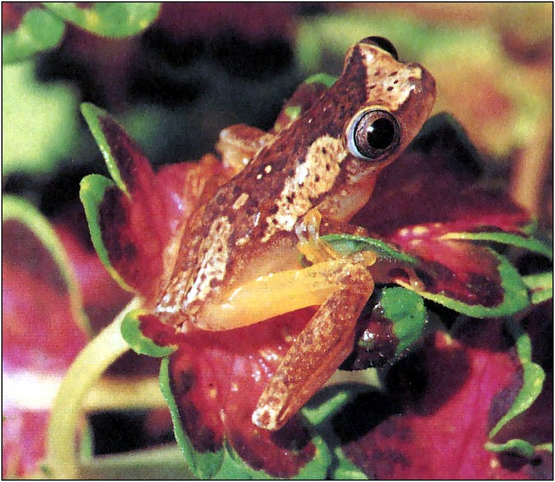 [xLR8 Frogs 2004 Box Calendar] 105 Hourglass Treefrog - Hyla ebraccata (Cope, 1874); DISPLAY FULL IMAGE.