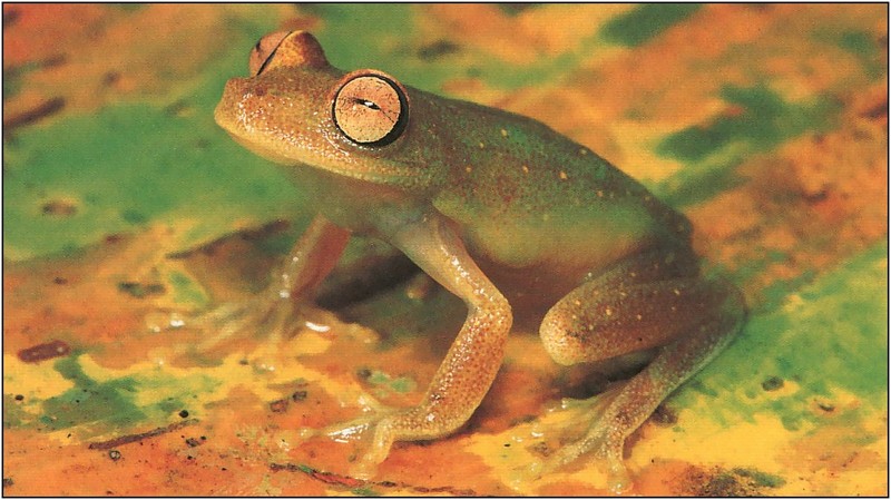 [xLR8 Frogs 2004 Box Calendar] 107 Rough-skinned green treefrog - Hyla granosa; DISPLAY FULL IMAGE.