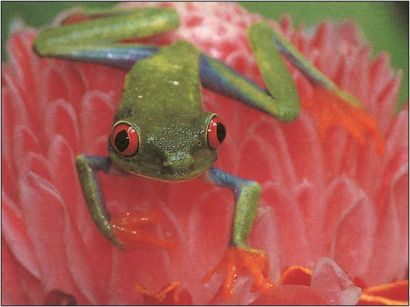 [xLR8 Frogs 2004 Box Calendar] 109 Red-eyed treefrog - Agalychnis callidryas; DISPLAY FULL IMAGE.