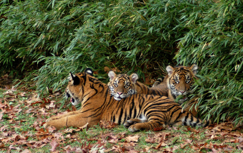 Young Sumatran Tigers (Panthera tigris sumatrae); DISPLAY FULL IMAGE.