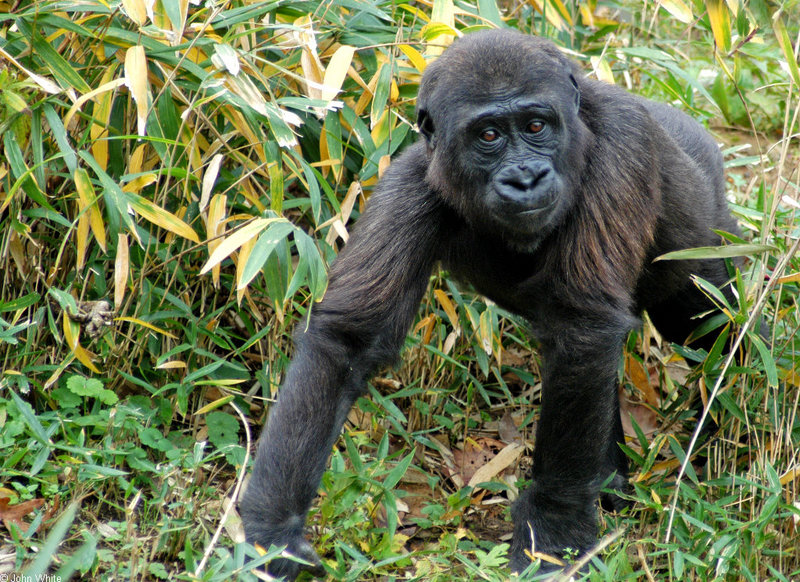 Juvenile Western Lowland Gorilla (Gorilla gorilla gorilla); DISPLAY FULL IMAGE.