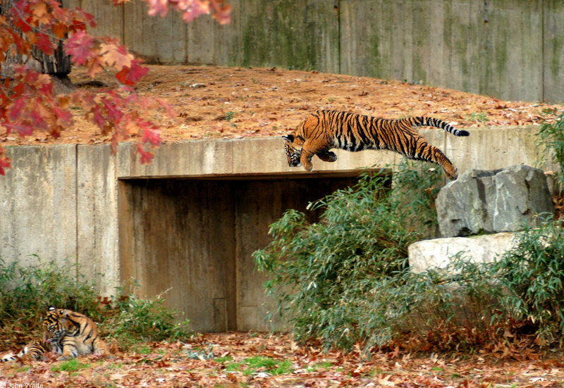 Pounce of the Sumatran Tiger (Panthera tigris sumatrae); DISPLAY FULL IMAGE.