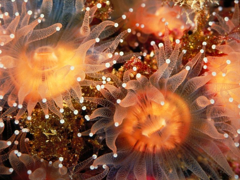 [Gallery CD01] Golden Cup Corals, Anacapa Island, California; DISPLAY FULL IMAGE.