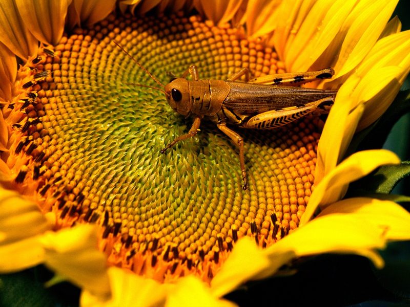 [Gallery CD01] Grasshopper Pad, Clatonia, Nebraska; DISPLAY FULL IMAGE.