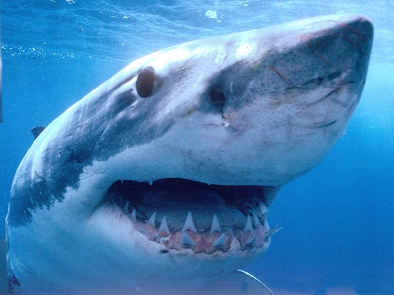 [Gallery CD01] Great White Shark, Spencer Gulf, Australia; DISPLAY FULL IMAGE.