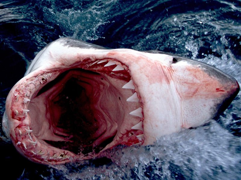 [Gallery CD01] Great White Shark, South Africa; DISPLAY FULL IMAGE.