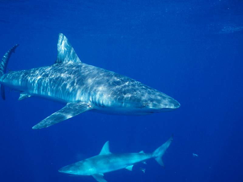 [Gallery CD01] Grey Shark, Hawaii; DISPLAY FULL IMAGE.