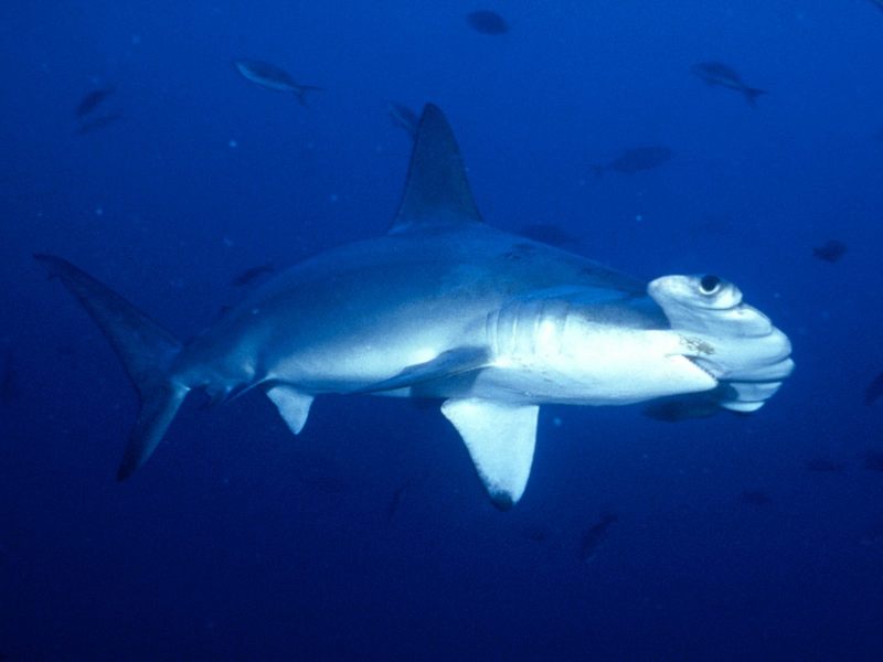 [Gallery CD01] Hammerhead Shark, Cocos Island, Costa Rica; DISPLAY FULL IMAGE.