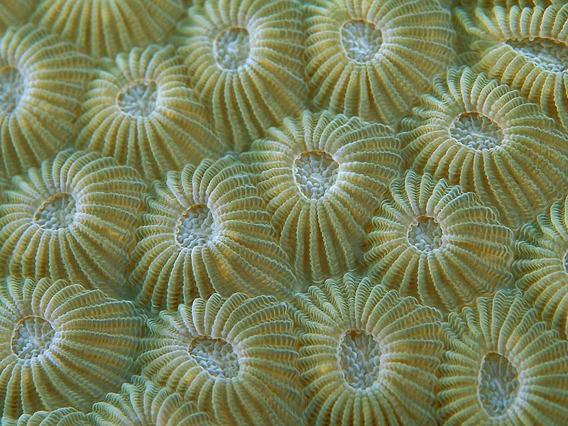 [Gallery CD01] Hard Coral Polyps, Taveuni, Fiji; DISPLAY FULL IMAGE.