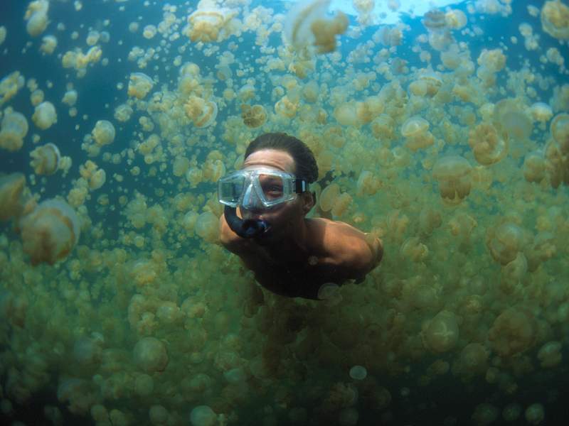[Gallery CD01] Jellyfish Lake, Palau, Micronesia; DISPLAY FULL IMAGE.