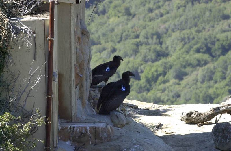 California condor juveniles (Gymnogyps californianus) {!--캘리포니아콘도르-->; DISPLAY FULL IMAGE.