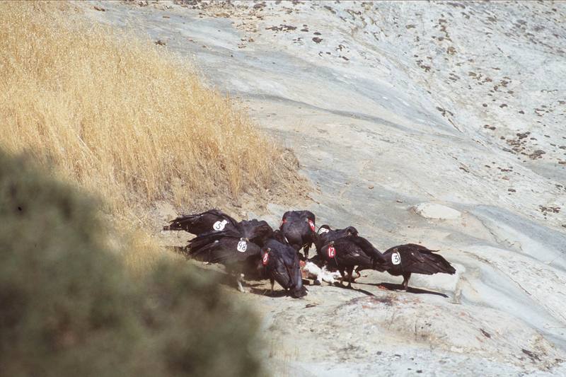California condor flock (Gymnogyps californianus) {!--캘리포니아콘도르-->; DISPLAY FULL IMAGE.