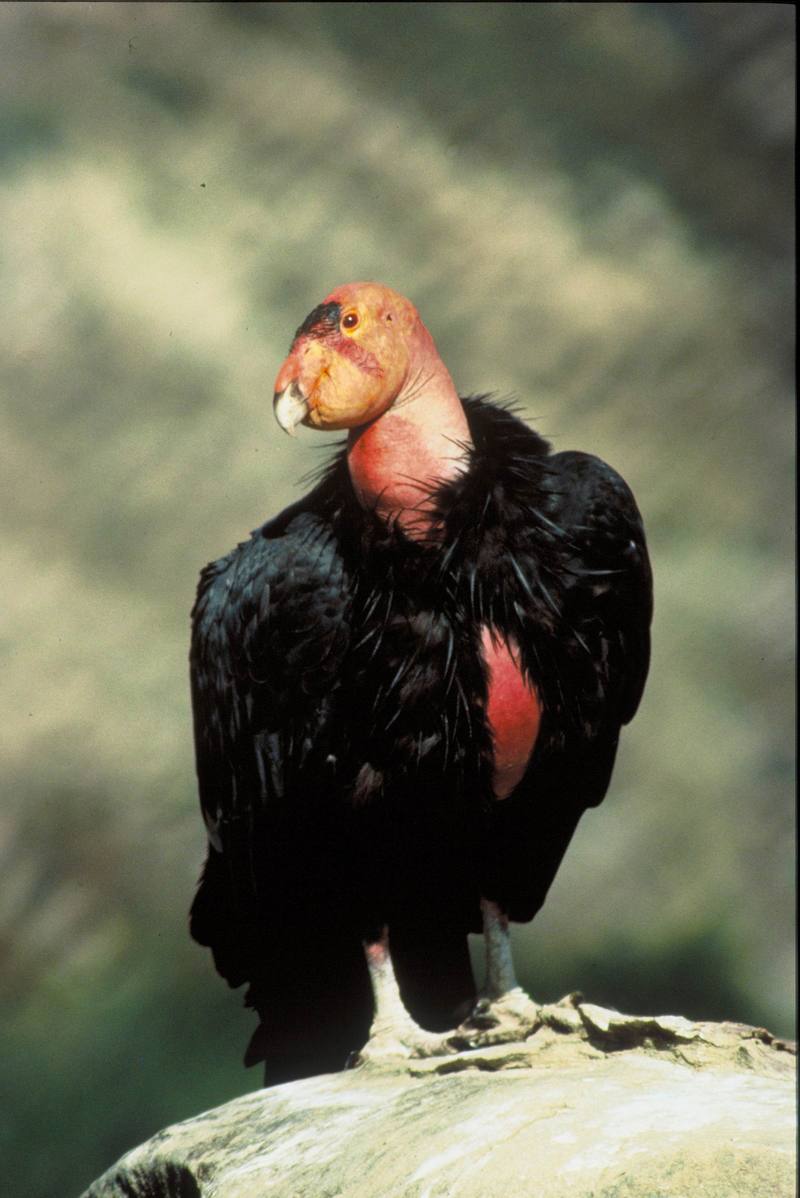 California condor male (Gymnogyps californianus) {!--캘리포니아콘도르-->; DISPLAY FULL IMAGE.