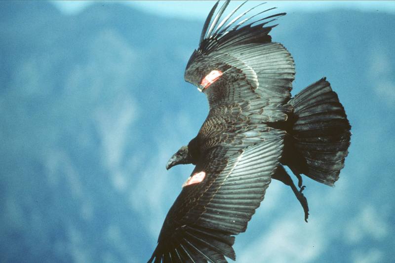California condor in flight (Gymnogyps californianus) {!--캘리포니아콘도르-->; DISPLAY FULL IMAGE.