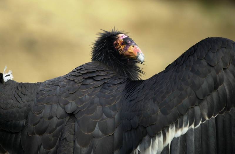 California condor (Gymnogyps californianus) {!--캘리포니아콘도르-->; DISPLAY FULL IMAGE.