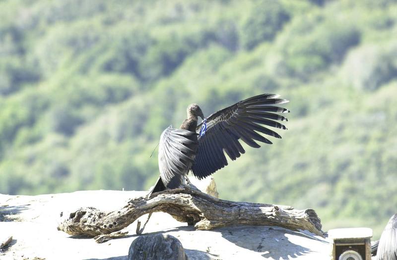 California condor (Gymnogyps californianus) {!--캘리포니아콘도르-->; DISPLAY FULL IMAGE.