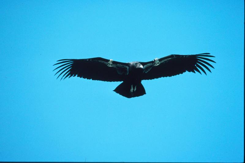 California condor juvenile in flight (Gymnogyps californianus) {!--캘리포니아콘도르-->; DISPLAY FULL IMAGE.
