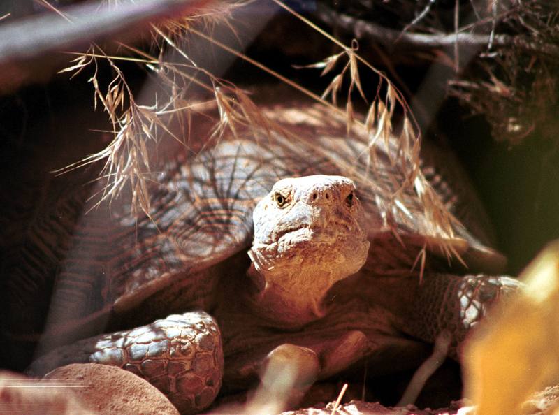 Desert Tortoise (Gopherus agassizii) {!--사막거북-->; DISPLAY FULL IMAGE.