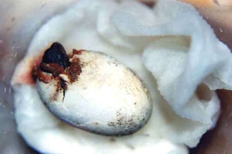 Diamondback Terrapin baby (Malaclemys terrapin) {!--다이아몬드거북-->; DISPLAY FULL IMAGE.