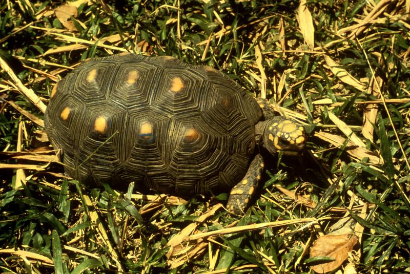 Tortoise {!--땅거북류-->; DISPLAY FULL IMAGE.