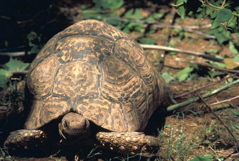 Leopard Tortoise (Geochelone pardalis) {!--표범거북-->; DISPLAY FULL IMAGE.