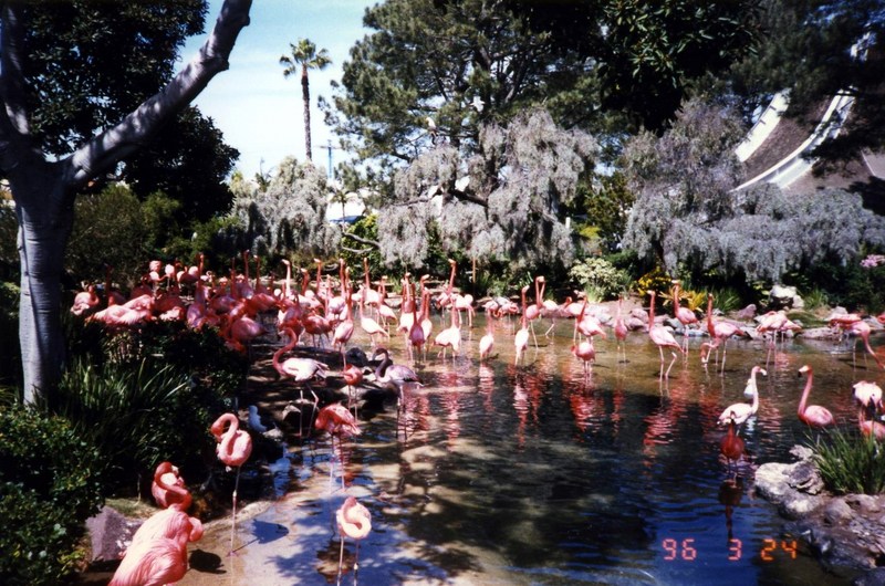 Flamingos, San Diego SeaWorld {!--홍학-->; DISPLAY FULL IMAGE.