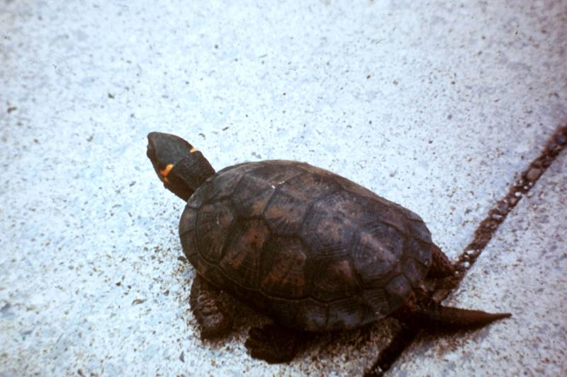 Bog Turtle (Clemmys muhlenbergii) {!--미국늪거북-->; DISPLAY FULL IMAGE.
