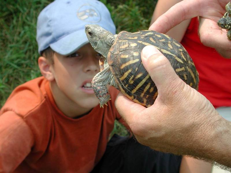 Eastern Box Turtle (Terrapene carolina) {!--캐롤라이나상자거북-->; DISPLAY FULL IMAGE.