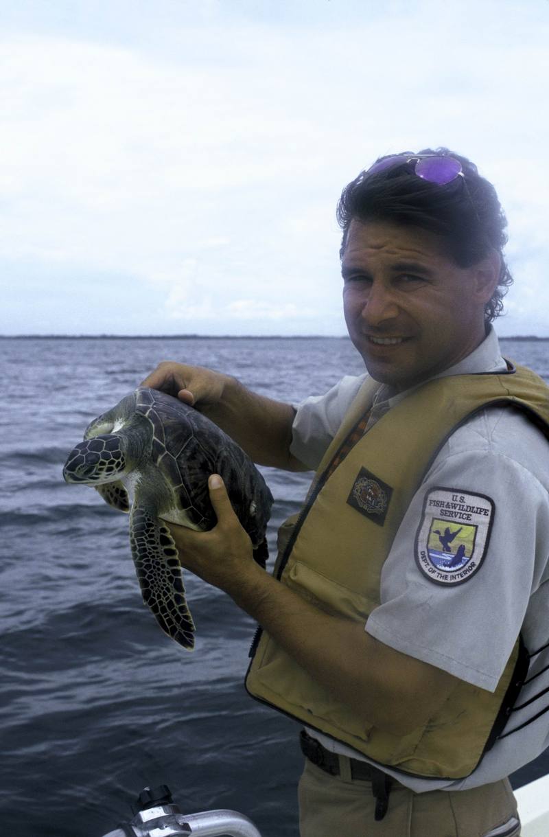 Green Sea Turtle (Chelonia mydas) {!--바다거북-->; DISPLAY FULL IMAGE.