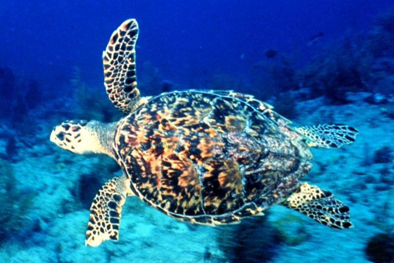 Hawksbill Sea Turtle (Eretmochelys imbricata) {!--매부리거북,대모거북(玳瑁--)-->; DISPLAY FULL IMAGE.