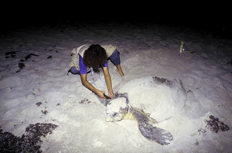 Loggerhead Sea Turtle (Caretta caretta) {!--붉은바다거북-->; DISPLAY FULL IMAGE.