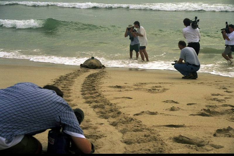 Loggerhead Sea Turtle (Caretta caretta) {!--붉은바다거북-->; DISPLAY FULL IMAGE.