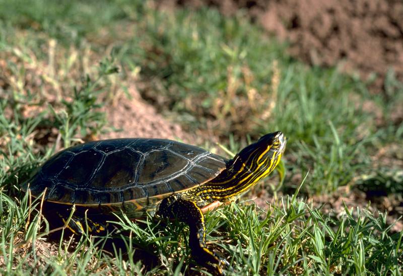 Western Painted Turtle (Chrysemys picta bellii) {!--비단거북-->; DISPLAY FULL IMAGE.