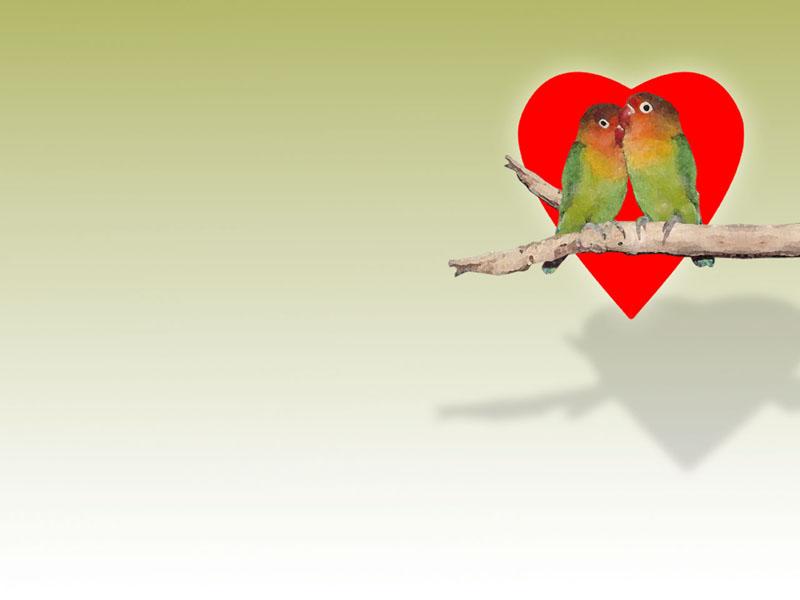 [Gallery CD01] Love Birds; DISPLAY FULL IMAGE.