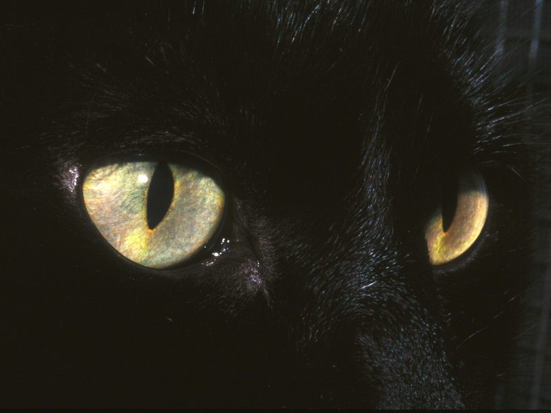 [Gallery CD01] Mystic. Black Cat's eyes; DISPLAY FULL IMAGE.