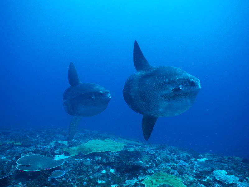 [Gallery CD01] Ocean Sunfish, Lembongan, Indonesia; DISPLAY FULL IMAGE.