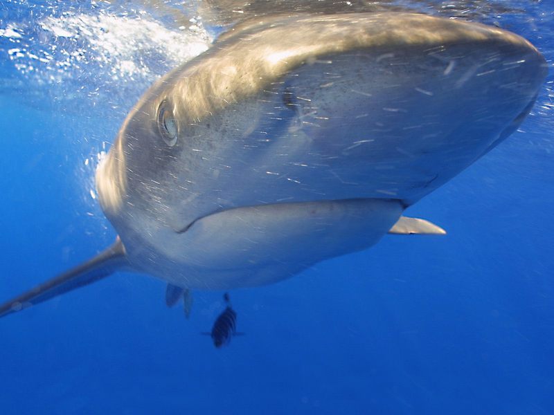 [Gallery CD01] Oceanic White Tip Shark, Hawaii; DISPLAY FULL IMAGE.