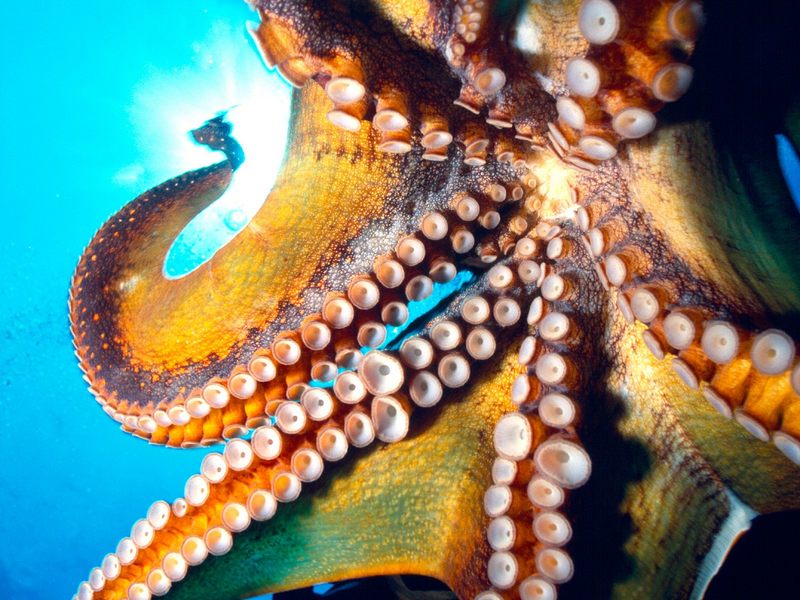 [Gallery CD01] Octopus, Hawaii; DISPLAY FULL IMAGE.