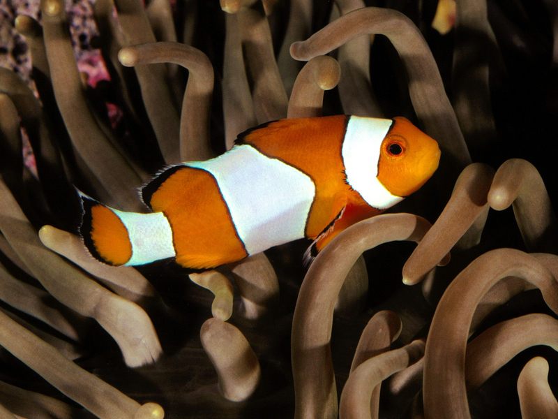[Gallery CD01] Percula Clownfish, Indo-Pacific; DISPLAY FULL IMAGE.