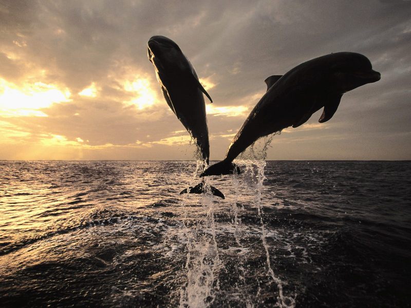 [Gallery CD01] Performing Artists, Dolphins, Honduras; DISPLAY FULL IMAGE.