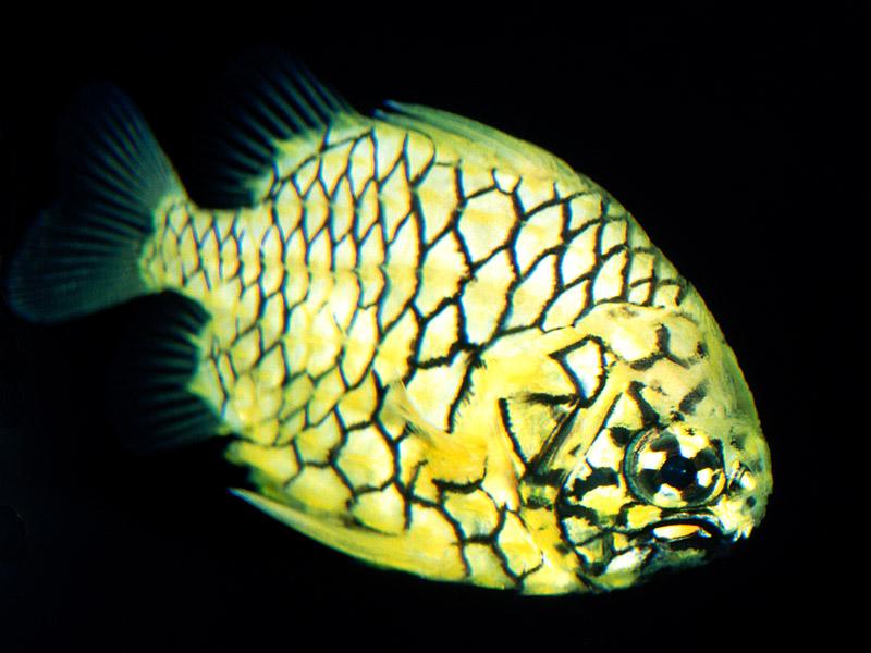 [Gallery CD01] Pine-Cone Fish; DISPLAY FULL IMAGE.