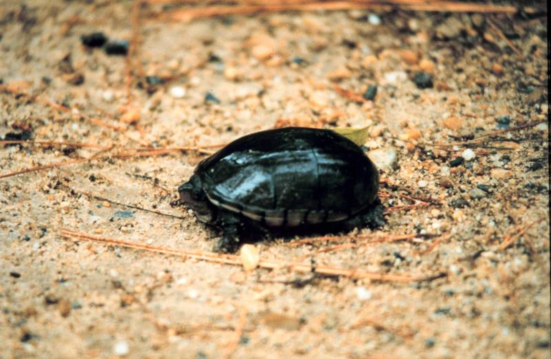 (Common) Eastern Mud Turtle (Kinosternon subrubrum) {!--동부진흙거북-->; DISPLAY FULL IMAGE.