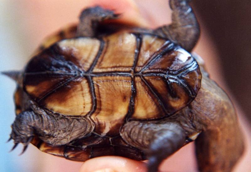 (Common) Eastern Mud Turtle (Kinosternon subrubrum) {!--동부진흙거북-->; DISPLAY FULL IMAGE.