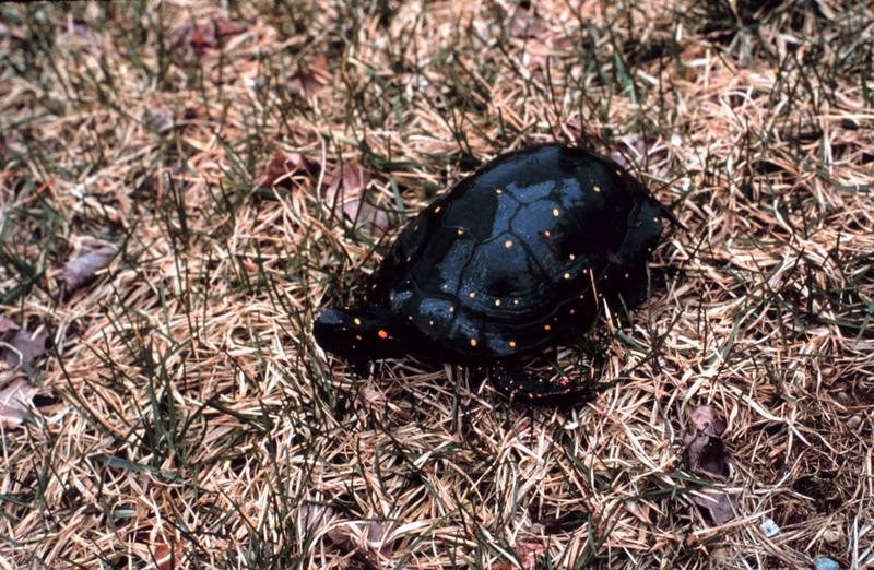 Spotted Turtle (Clemmys guttata) {!--돌거북-->; DISPLAY FULL IMAGE.